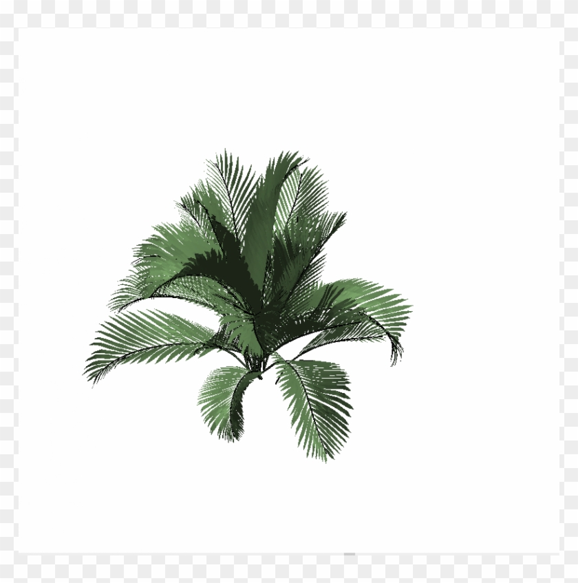 Borassus Flabellifer Clipart #4868237