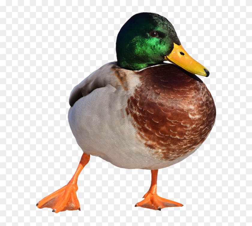 Pato Png Clipart #4868314