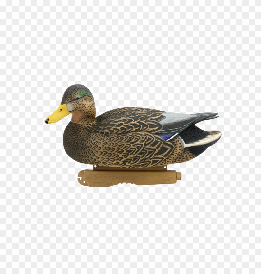 Download Mallard Png Image For Designing Projects - Mallard Clipart #4868350
