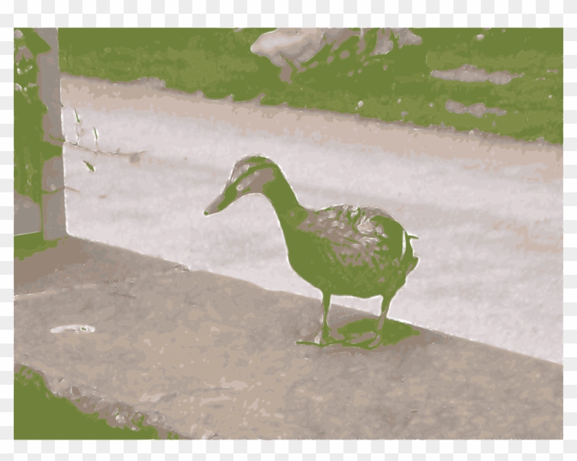 Duck Goose Mallard Cygnini Water Bird - Duck Clipart