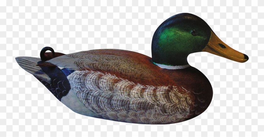 Download Png Image Report - Mallard Clipart
