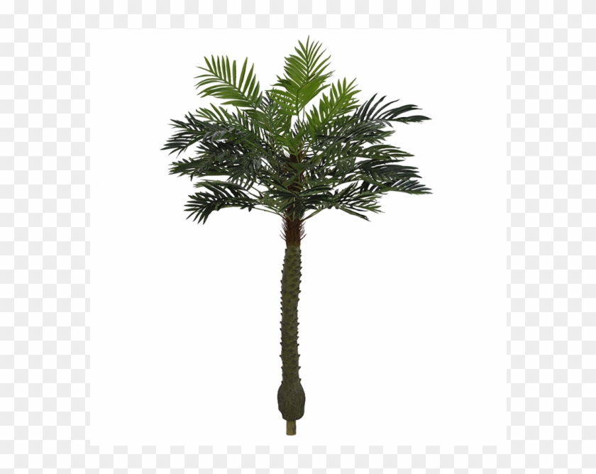 Árvore Artificial Palmeira Phoenix Verde Em 2 Tons - Borassus Flabellifer Clipart #4868830