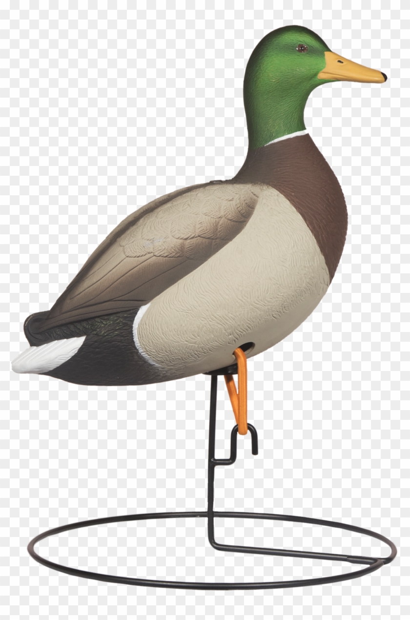 Rugged Full Body Mallard Sentry Drake Right Side Painted - Mallard Clipart #4868860