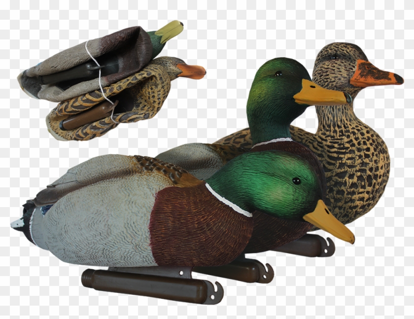 Nomad Series Mallard Floaters - Mallard Clipart