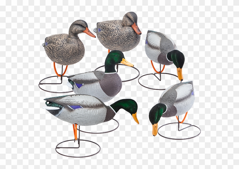 Oversized Field Mallard Decoys With Flocked Heads Six - Mallard Clipart