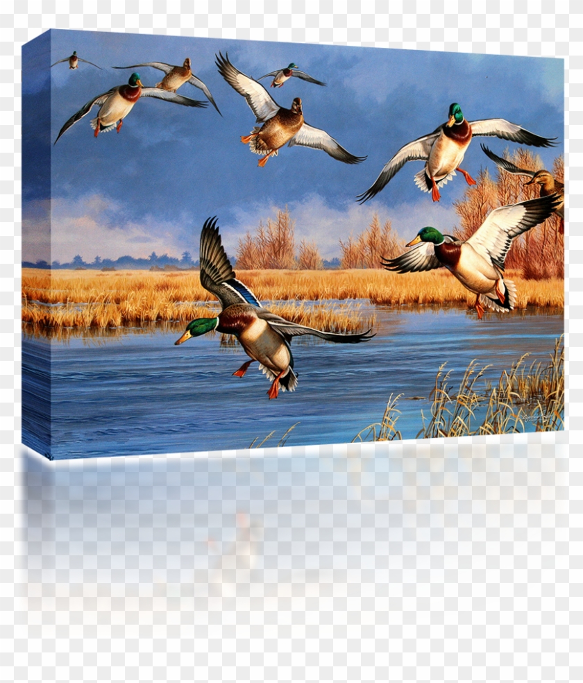 Mallard Clipart #4869183