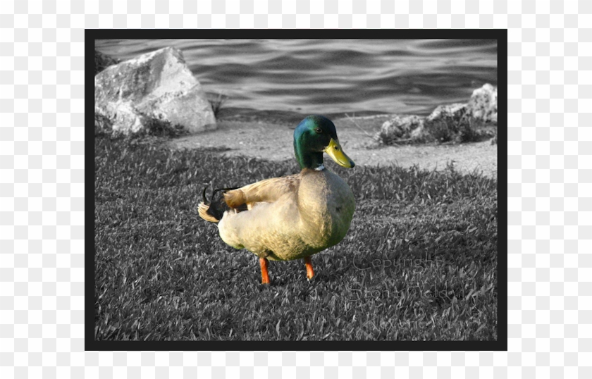 Mallard Clipart
