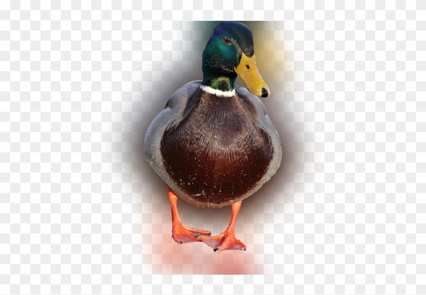 Color Palette Ideas From Duck Bird Mallard Image - Imagenes Png De Patos Clipart #4869424