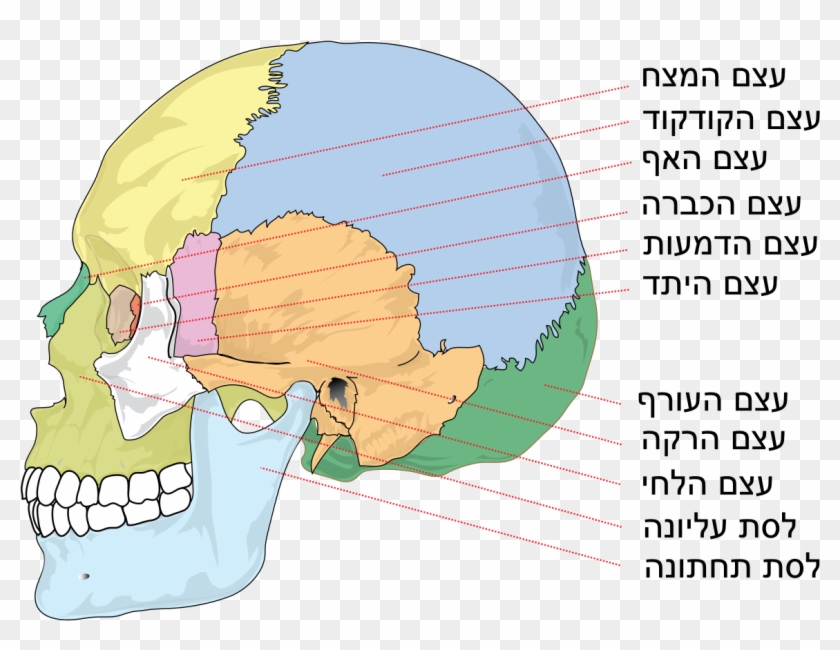 Human Skull Side Bones Heb - Bones Of The Skull Clipart