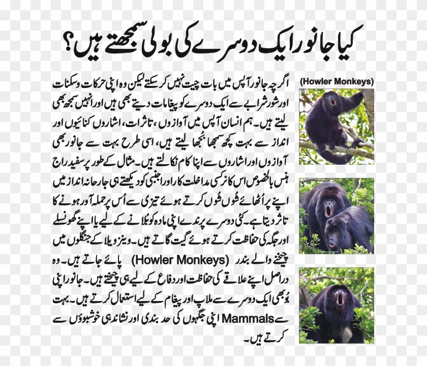 Why Is The Peafowl's Tail Beautiful - Hazrat Ali Razi Allah Tala Anhu Clipart