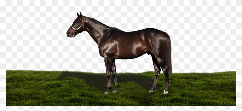 Jackson - Stallion Clipart #4871826
