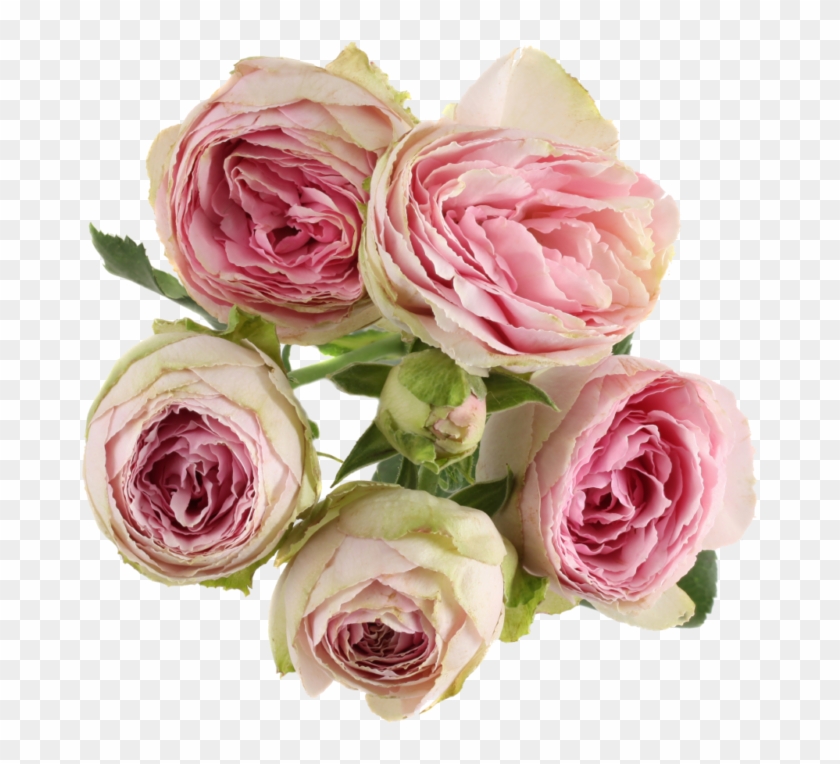 Rosa × Centifolia , Png Download - Rosa × Centifolia Clipart