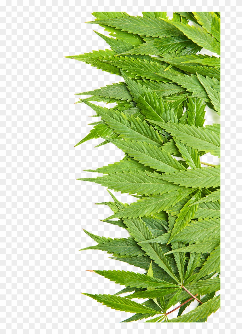 Leaves - Cannabis Clipart