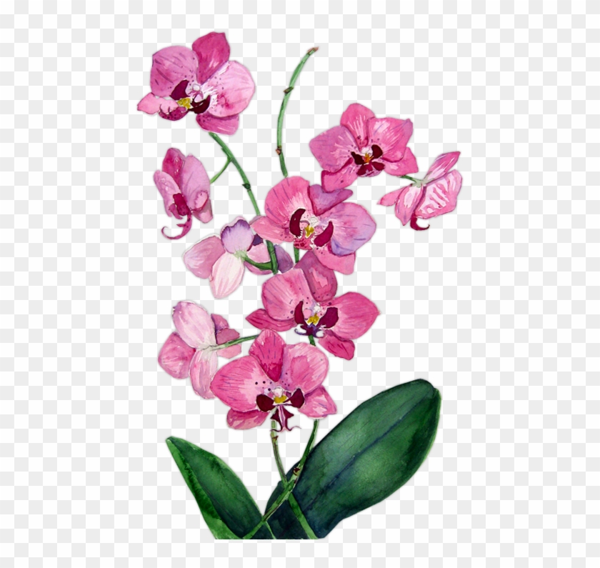 Orchid Drawing Pastel - Moth Orchid Clipart
