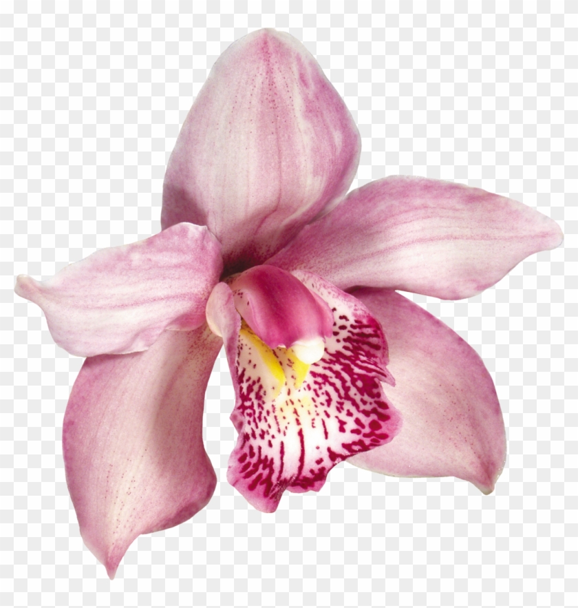 Pink Orchids, Orchid Flowers, Pansies, Hawaiian, Decoupage, - Orquidea Em Png Clipart