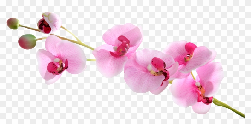 Butterfly Orchid Floating Element - Phalaenopsis Sanderiana Clipart