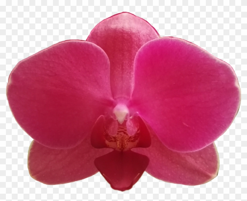 Orchidee Flower Bl - Moth Orchid Clipart #4879986