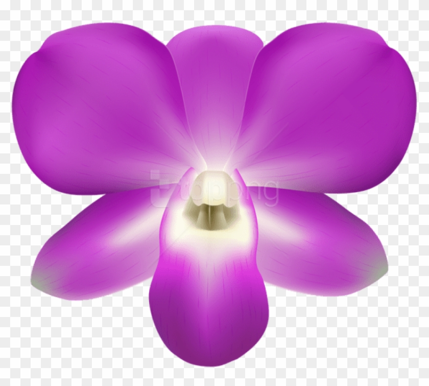Free Png Orchid Decorative Png Images Transparent - Moth Orchid Clipart