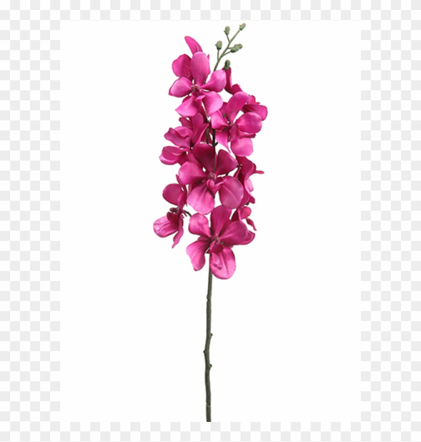 5" Vanda Orchid Spray Orchid - Moth Orchid Clipart