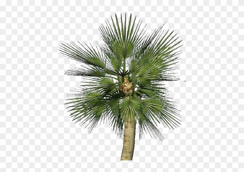 Palma Nana Png - Borassus Flabellifer Clipart #4882786