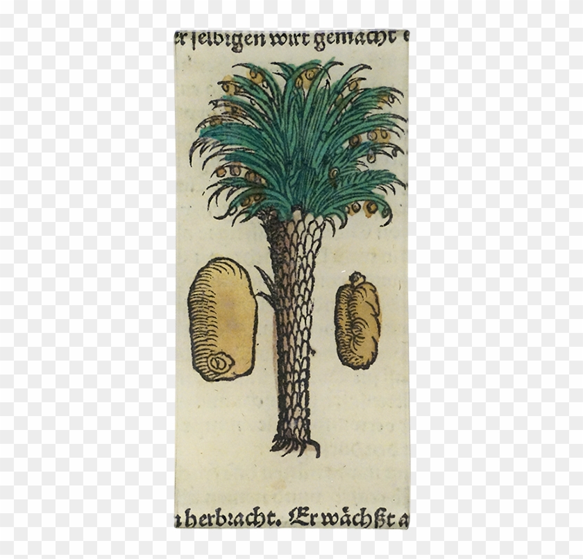 Date Palm Clipart #4882901