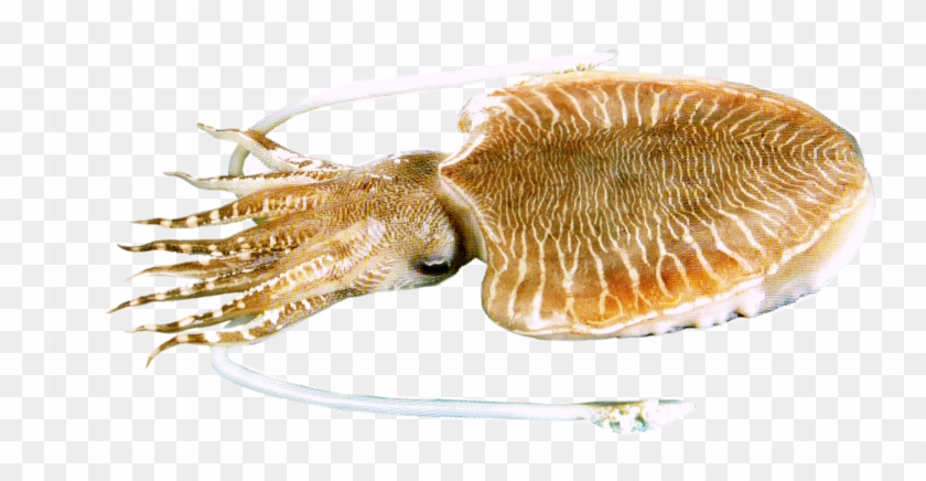 Products - Marine Invertebrates Clipart