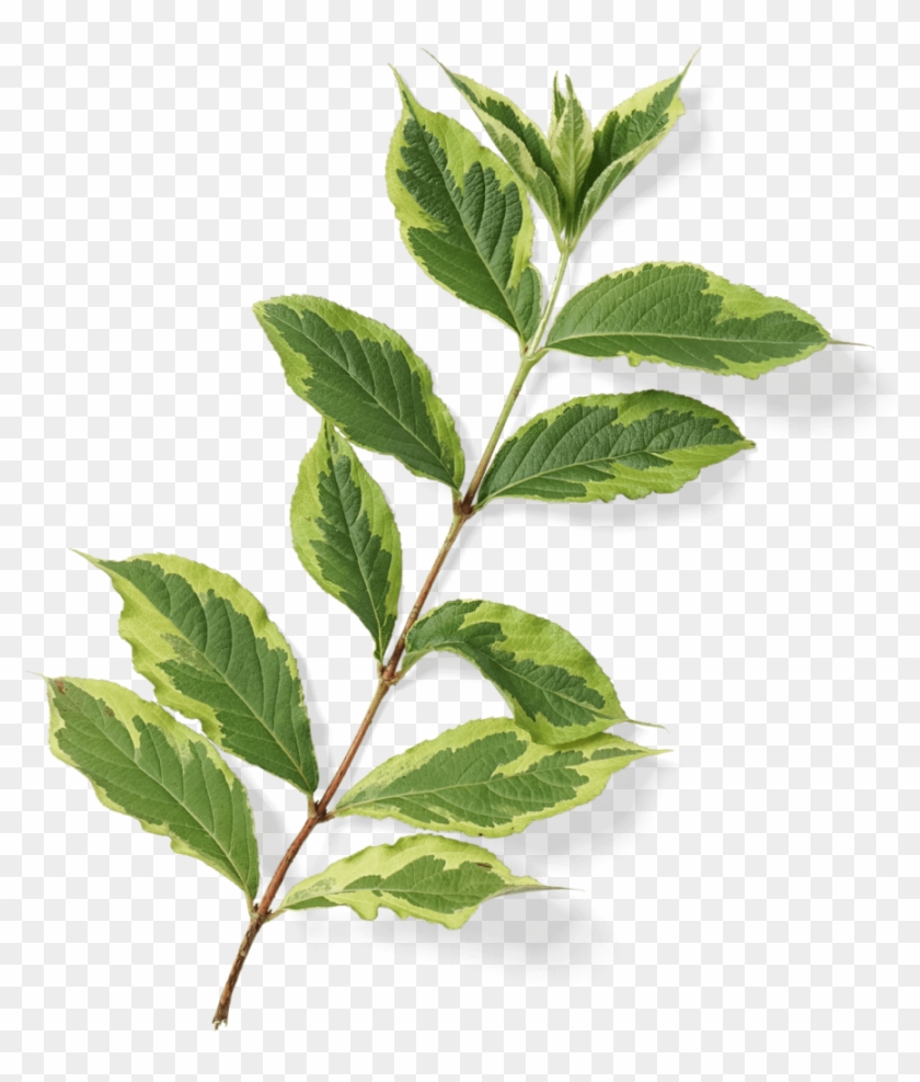 Ferns Png - Pre-greened Products - Bay Laurel - Bay Laurel Clipart #4883898