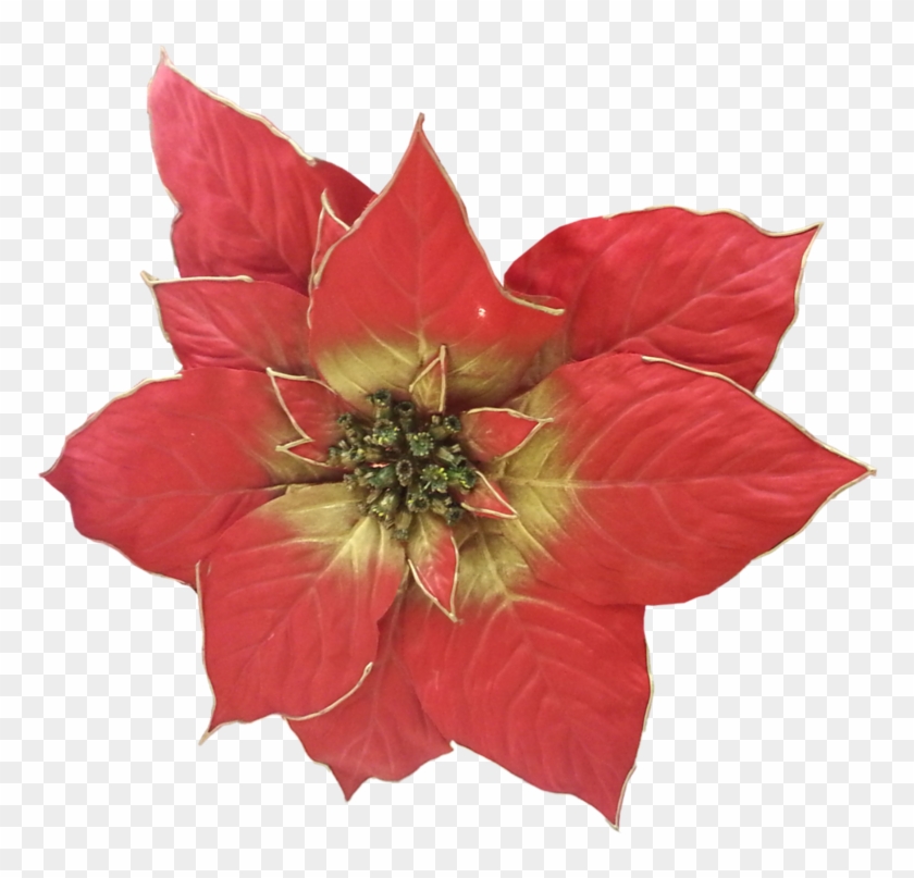 Фотки Christmas Poinsettia, Christmas Flowers, Clip - Poinsettia - Png Download #4886201