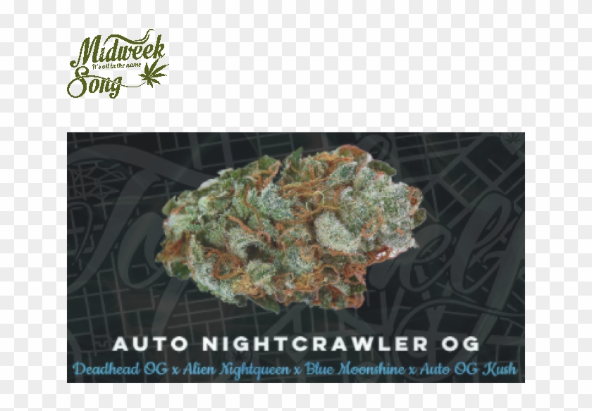 Top Shelf Elite Auto Nightcrawler Og Marijuana Seeds - Autoflowering Cannabis Clipart