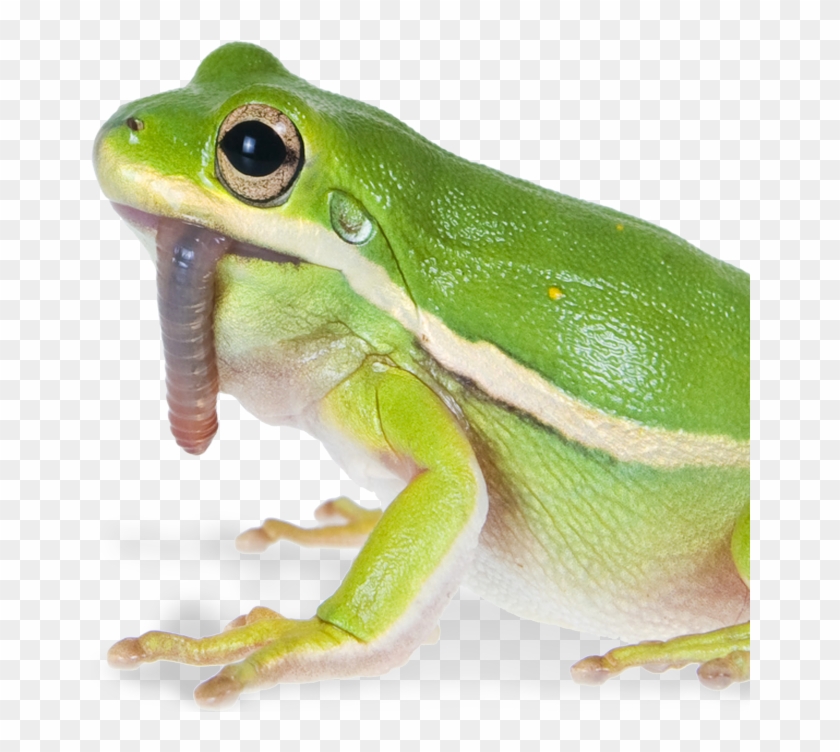 Nightcrawler Quantities - True Frog Clipart #4886582