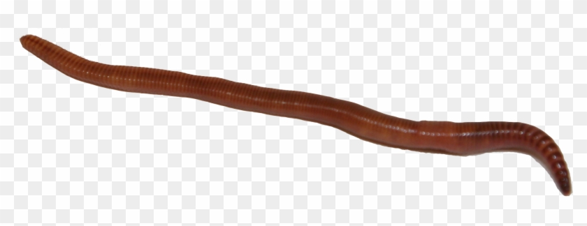 Earthworm Png Image With - Earthworm Clipart #4887099