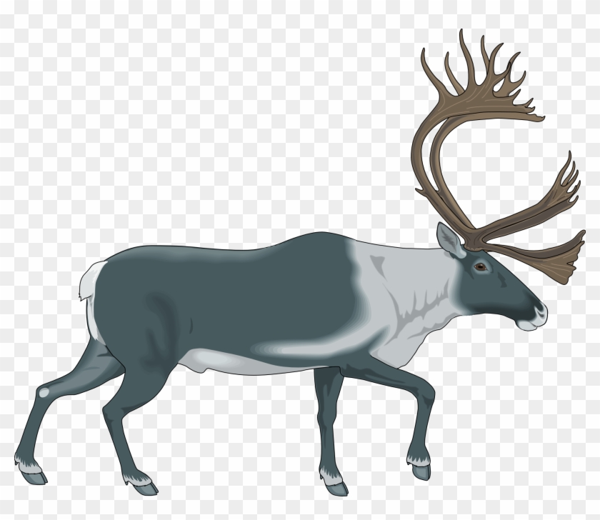 Raindeer Images - Caribou Clipart - Png Download