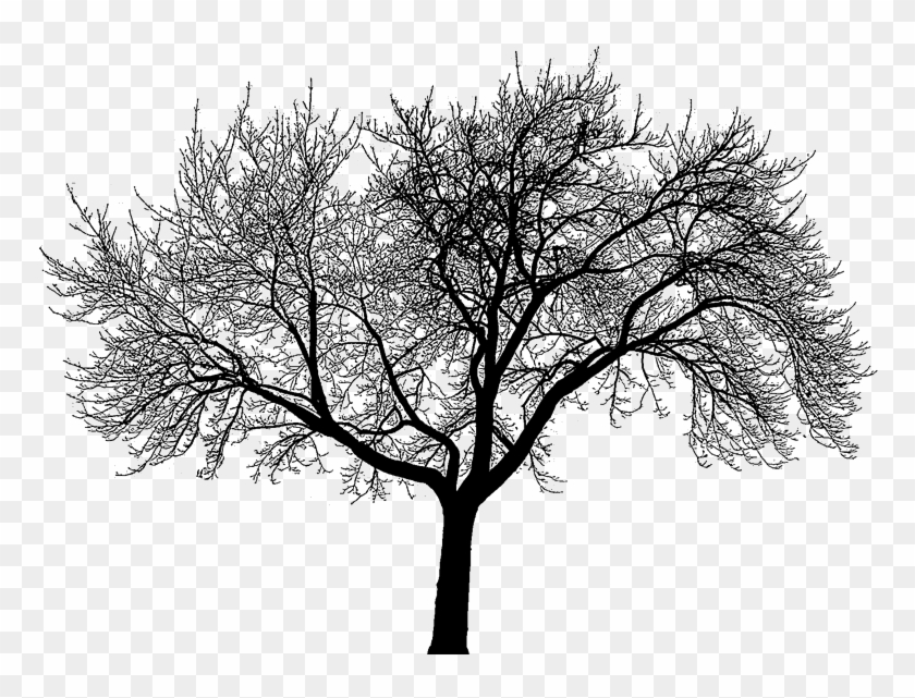 Bald Tree Png - Everyone Is A Genius Quote Clipart #4888138