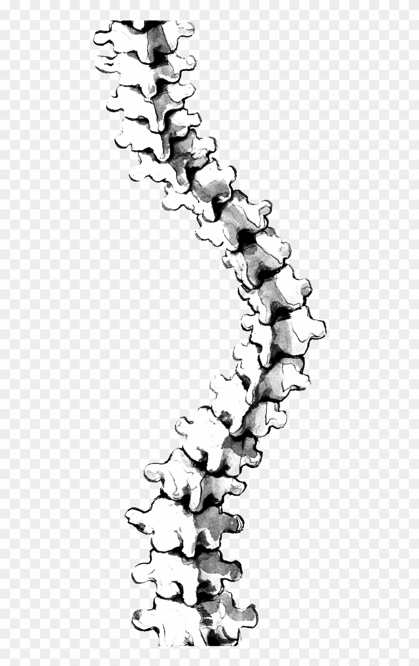 Png Freeuse At Getdrawings Com Free For Personal Use - Scoliosis Spine Png Clipart #4888460