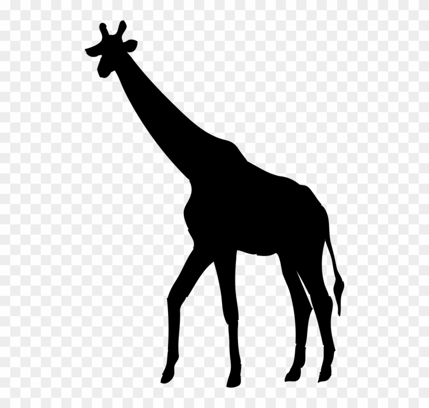 Giraffe Animal The Silhouette Safari Africa - Siluet Jerapah Clipart #4891619