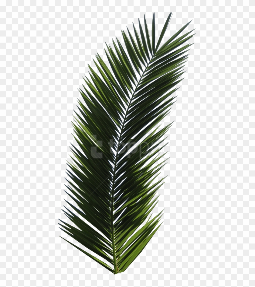 Free Png Download Palm Tree Clipart Png Photo Png Images - Real Palm Leaf Png Transparent Png #4892163