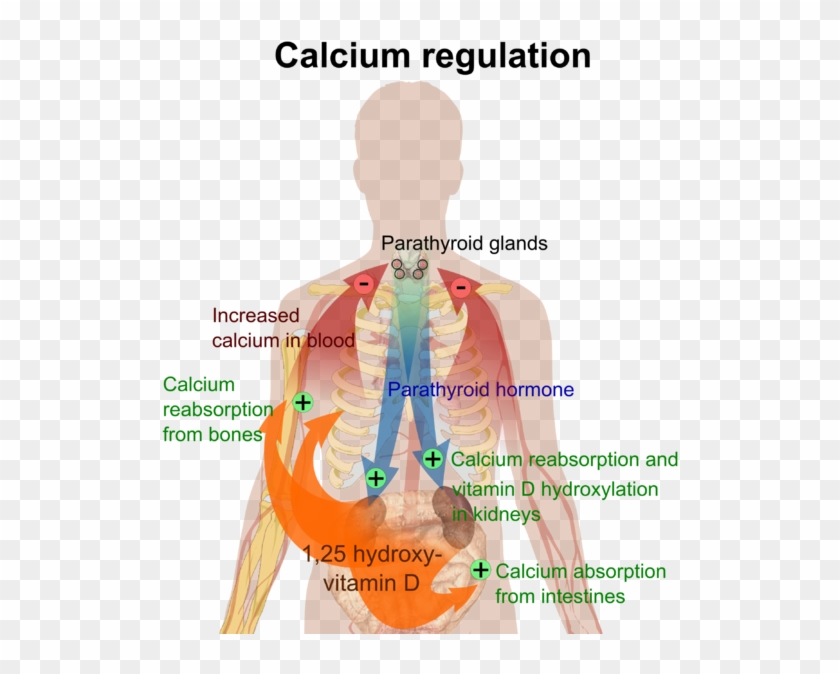 Calcium Regulation - Bone Calcium Homeostasis Clipart