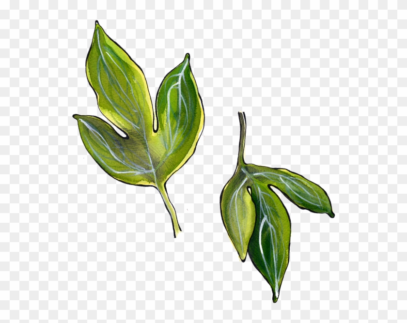Peony Leaves - Illustration Clipart