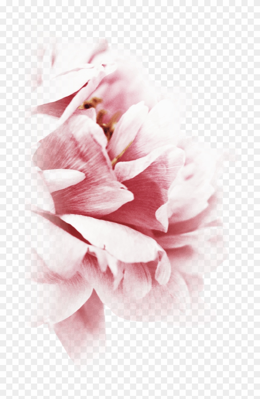 The Expression Of A New Feminity - Peony Clipart