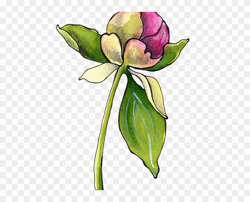 Peony Bud - Evergreen Rose Clipart