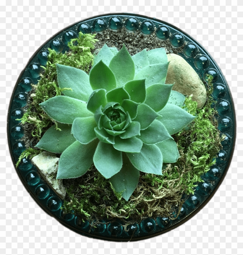 Nature - Succulent Plant Clipart