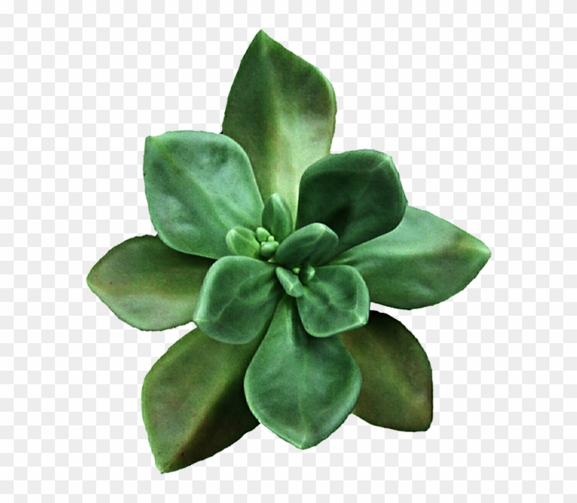 Succulents At Elegant Gardens - Transparent Succulents Png Clipart