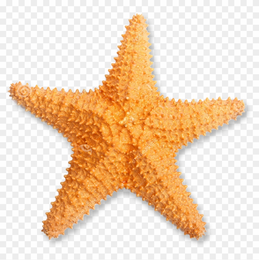 Starfish Png Pluspng - Estrella De Mar De La Sirenita Clipart #490413