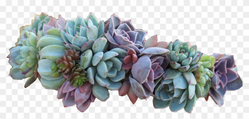 Succulent Sticker - Succulent Crown Clipart