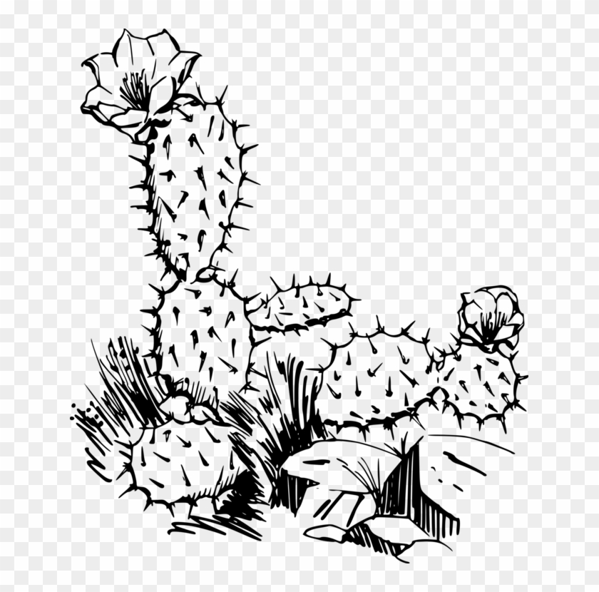 Saguaro National Park Succulents And Cactus Succulent - Cactus Clip Art - Png Download