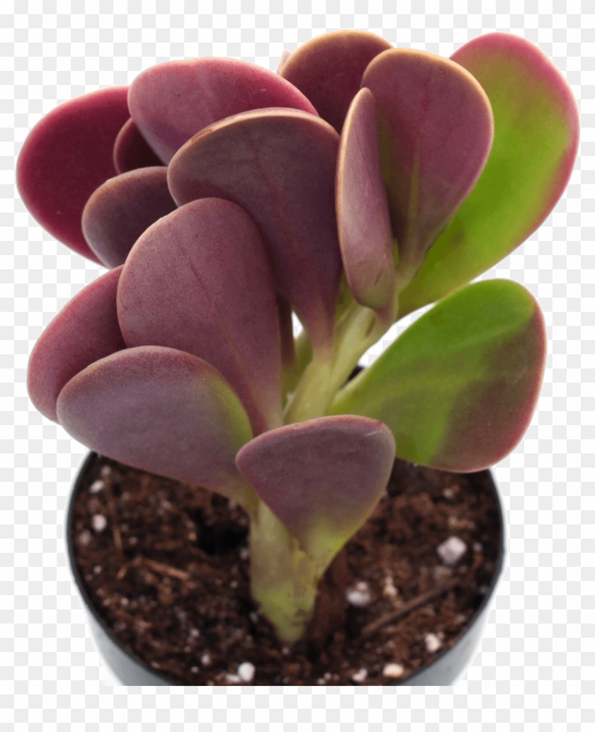 Senecio Jacobsenii 'trailing Jade' Is A Unique, Trailing - Flowerpot Clipart