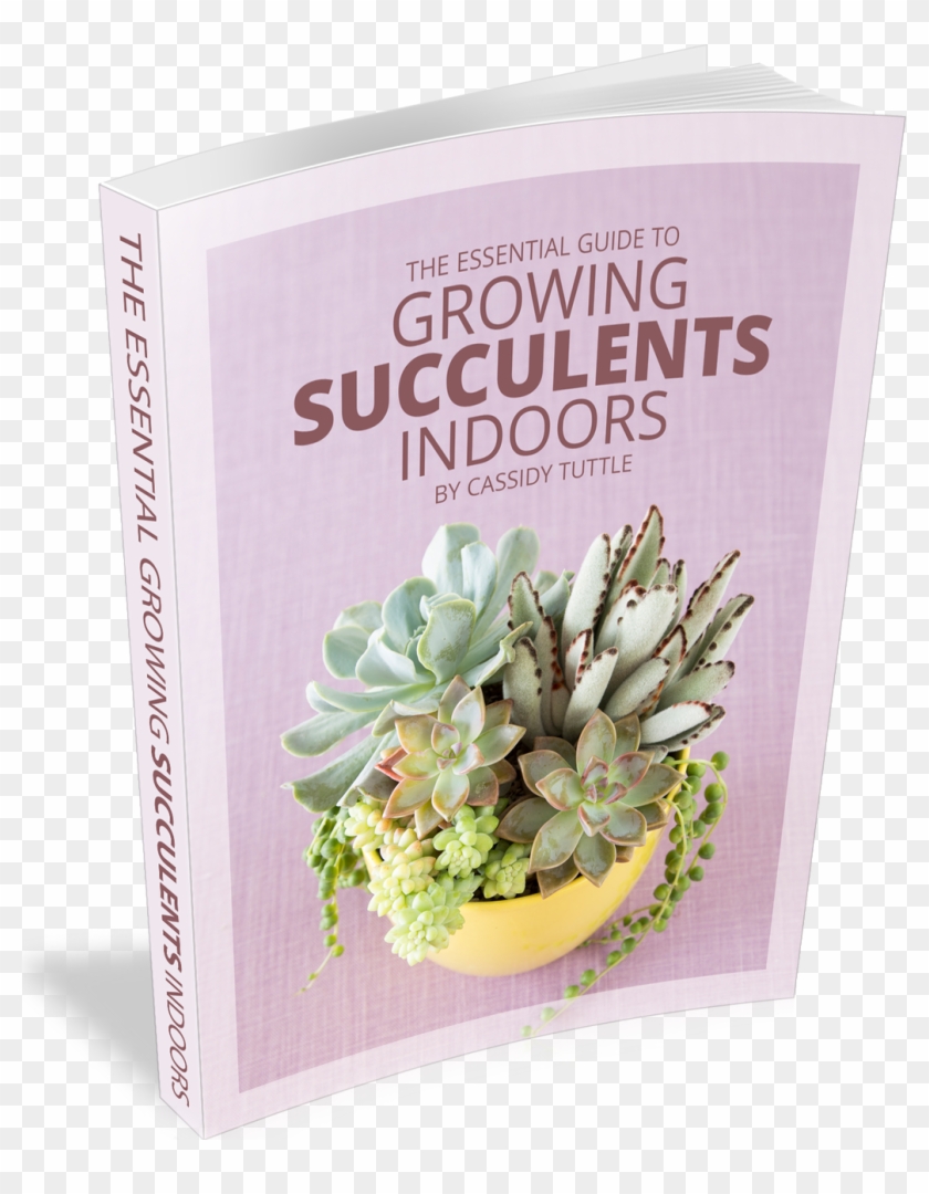 The Essential Guide To Growing Succulents Indoors - Succulent Plant Clipart