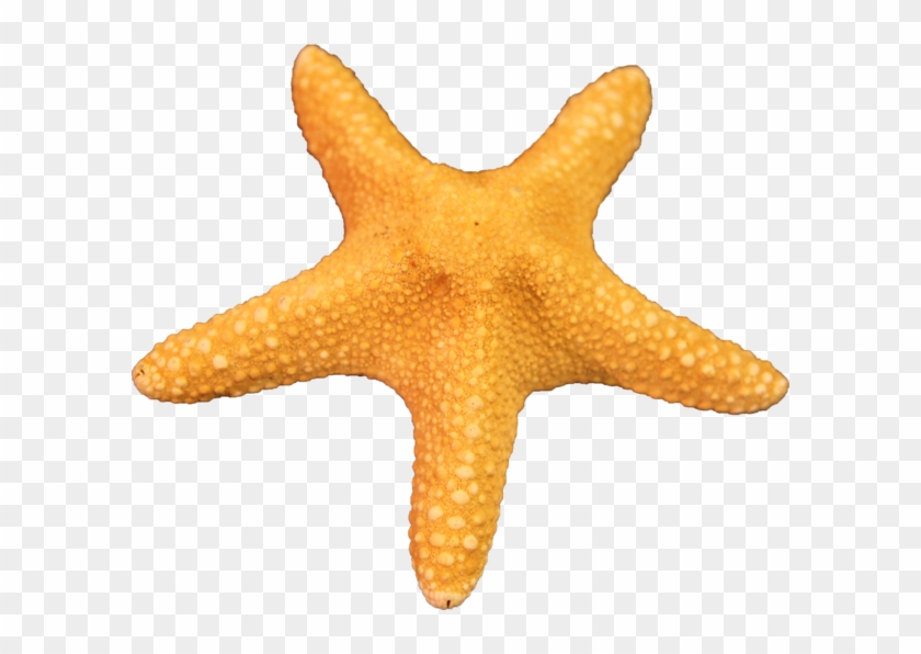 Free Download Starfish Png Images - Starfish Transparent Clipart #490744