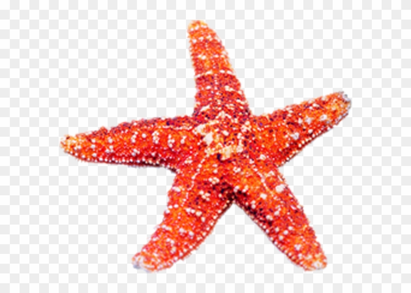 Banner Royalty Free Download Beach Transparent Starfish - Echinoderm Png Clipart #491020