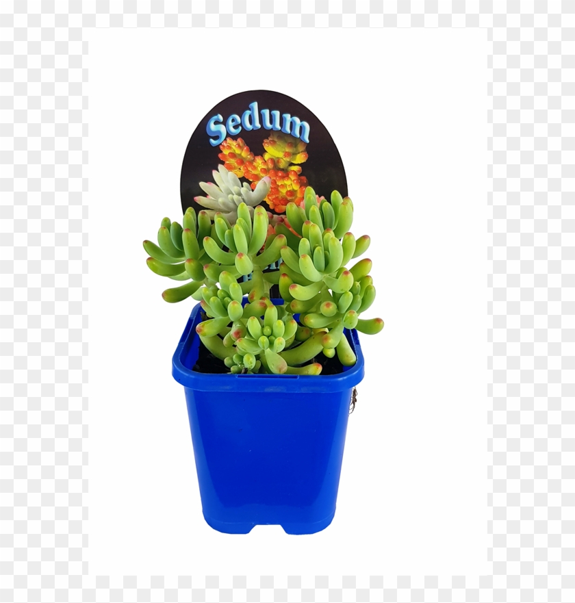 10cm Landscaper's Choice Succulents - Flowerpot Clipart
